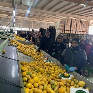 Silifke halinde limonun kilosu 40 TLye düştü