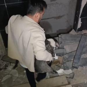 Ağır hasarlı binada mahsur kalan yavru köpekler kurtarıldı