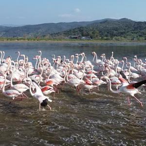 Büyük Menderes’teki taşkın nedeniyle tarlalar su altında kaldı; flamingolar bölgeye akın etti