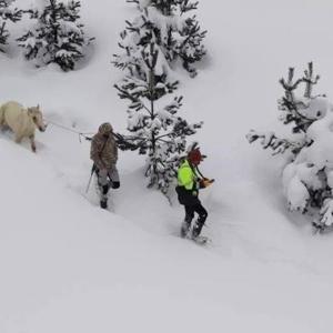 Karda mahsur kalan hayvanları köyün gençleri kurtardı