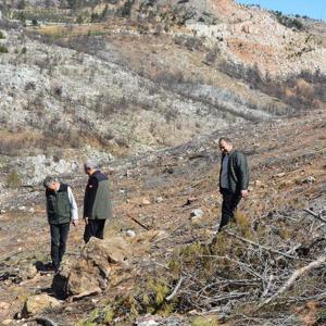 Yanan sahalarda ilk çimlenmeler görüldü