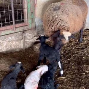 Edirne’de koyun dördüz yavruladı
