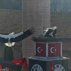 Can ve Canan leylek, 2nci yıllarında da İznikteki yuvalarında buluştu