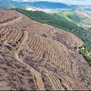 Hatay’da yangından zarar gören 287 hektar ormanlık alan yeşillendiriliyor