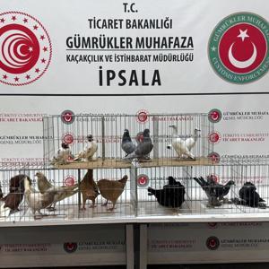 İpsalada kaçak hayvanlar ele geçirildi