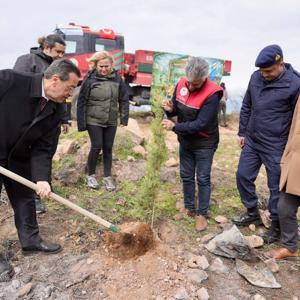 Burhaniyede 315 fıstık çamı toprakla buluşturuldu