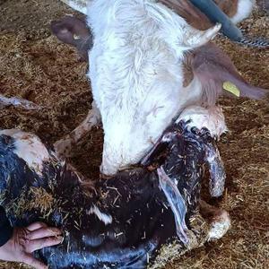 Kayseri’de yeni doğan buzağı ile annenin kavuşması kamerada
