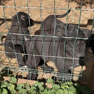 Yavru köpeklerin kulaklarını kesip satan üreticiye 327 bin TL para cezası