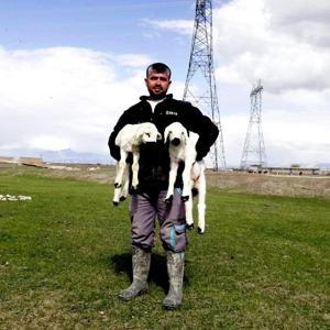 Kayseri’de 200 kuzu anneleri ile buluştu; o anlar dron kamerasında / Ek fotoğraflar