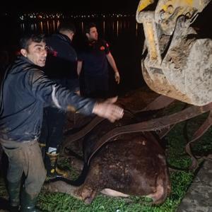 Dicle Nehri’ne düşen inek, iş makinesiyle kurtarıldı