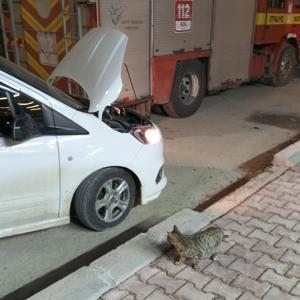 Mardin’de hafif ticari aracın motor bölümünde doğan 4 yavru kedi, kurtarıldı