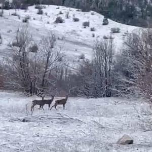 Erzincan Refahiyede kızılgeyikler görüntülendi