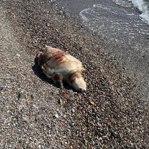 Deniz kaplumbağası ölüsü sahile vurdu
