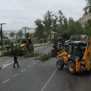 Şanlıurfada fırtınada devrilen ağaçlar kaldırılıyor