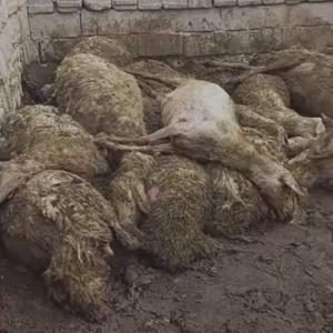 Ağıla giren kurt, 50 koyunu öldürdü
