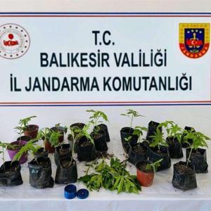 Erdekte jandarma, 32 kök kenevir ele geçirdi