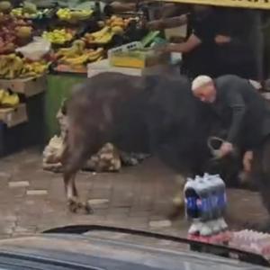 Kaçan mandanın boynuz darbeleriyle yaralandı