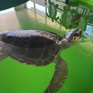 Tatilcilere caretta caretta uyarısı