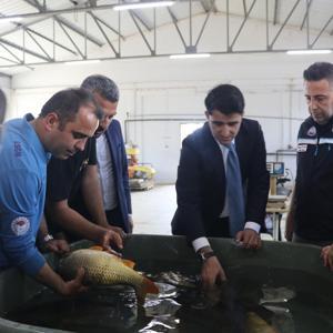 Edirne’de sazan balığı yavrusu üretimine başlandı