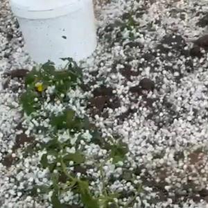 Nusaybin’de dolu yağışı tarım alanlarına zarar verdi