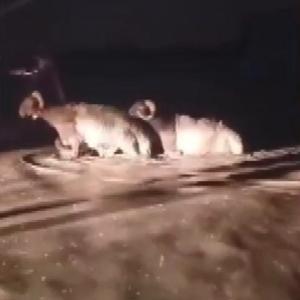 Hatayda sağanak; hayvan pazarını su bastı