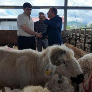 Bingöl’de kurban pazarında hareketlilik sürüyor