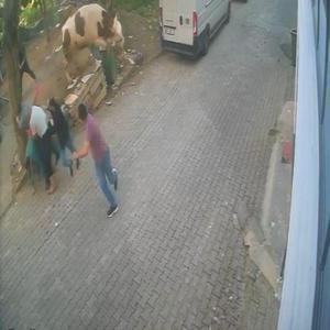 Kesilmek üzereyken kaçan boğa güçlükle yakalandı; o anlar kamerada