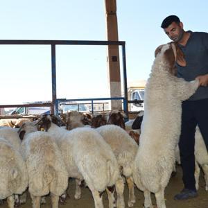 Mardin Kızıltepe’de hayvan pazarında bayram yoğunluğu