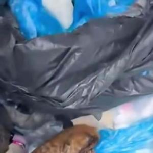 İzmir’de 33 kedinin ölü bulunduğu olayda yeniden gözaltına alınan veteriner tutuklandı