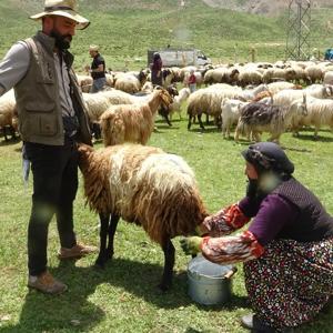 Yüksekovada berivanların yayla mesaisi başladı