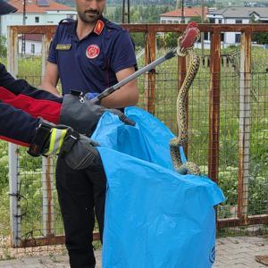 Bahçeye giren 2 metrelik yılan, itfaiye tarafından yakalandı