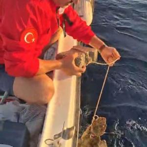 Ayağına parke taşı bağlanmış deniz kaplumbağasını kurtardılar