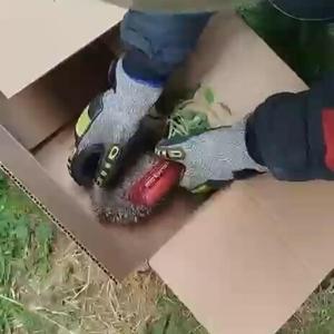 Tel örgüye sıkışan kirpi kurtarıldı