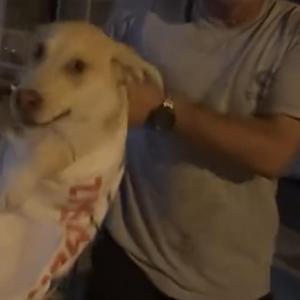 Çuvala koyulan köpeği, hayvansever kadın kurtardı
