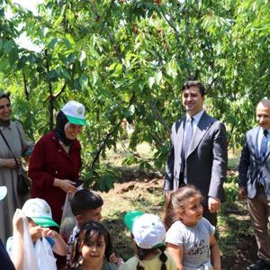 Suşehri’nde kiraz toplama etkinliği