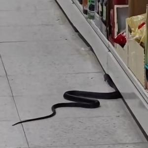 Kahramanmaraşta markete yılan girdi