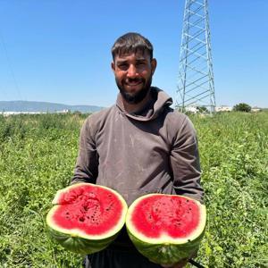 Torbalıda karpuz hasadı başladı
