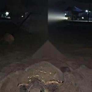 Kuşadasında ilk caretta caretta yuvası Güzelçamlıda tespit edildi