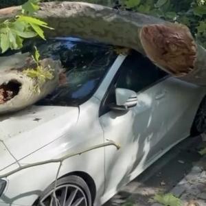 Bakırköyde asırlık çınar ağacı park halindeki otomobilin üzerine devrildi