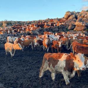2 bin rakımlı yaylada üretim zamanı / Ek fotoğraflar