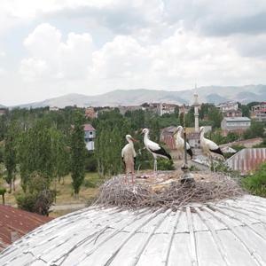 Mevsimler kayınca leylekler geç geldi