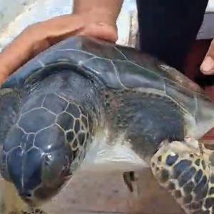 Çuvala dolanan caretta carettayı balıkçı kurtardı