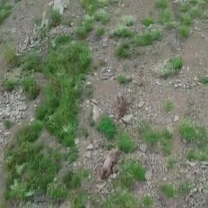 Kırsalda yiyecek arayan ayı, dronu fark edince kaçtı