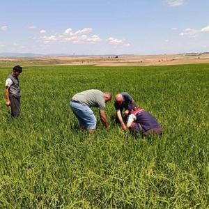 Edirne’de dolunun zarar verdiği tarlalarda hasar tespit çalışması başlatıldı