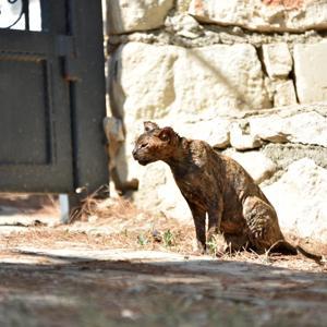 Alevlerin arasında kalan kedi Luna, tedaviye alındı