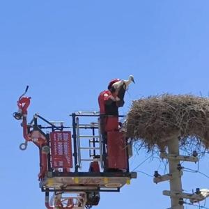 Ayağına poşet dolanan leylek kurtarıldı