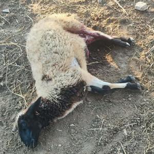 Sinopta kurtların saldırdığı 3 koyun telef oldu, 12 koyun yaralandı
