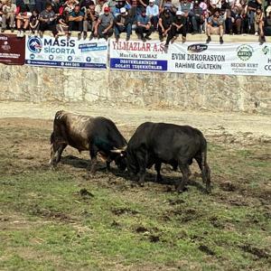 Yusufelide Salikvan Yayla Festivali yapıldı