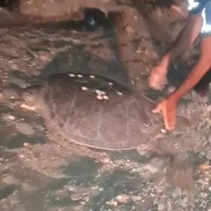 Sahilde yönünü şaşıran caretta carettayı vatandaşlar denize ulaştırdı