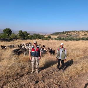 Kilis’te kayıp olan 50 küçükbaş hayvan bulundu